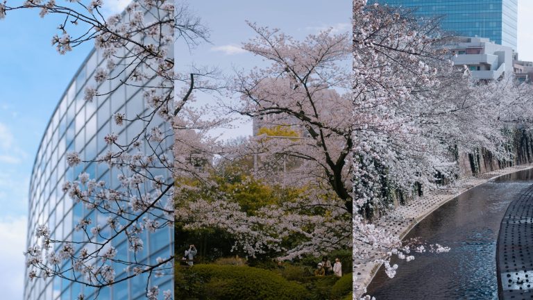Tokyorama-Hanami-a-Tokyo